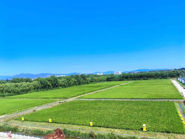 丰台佃起村的稻田画今年有点不一样