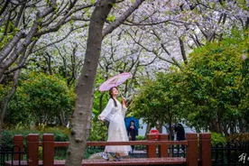 樱花雨飘落 陆家嘴地标甘作背景图片