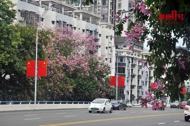 红旗映繁花！柳北已换上国庆“限定皮肤”~