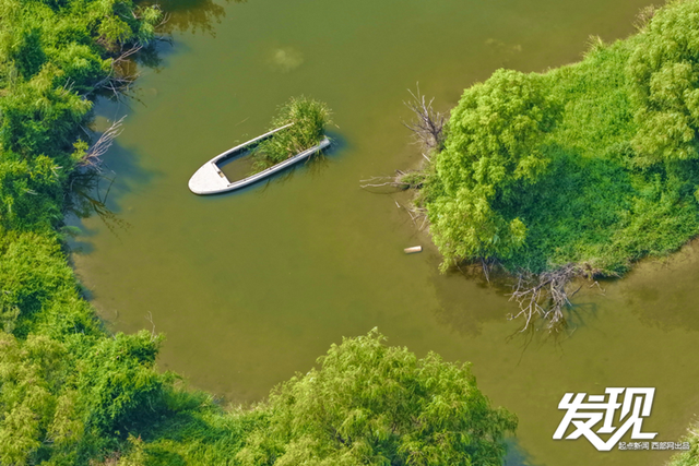 发现丨洽川湿地：绿水盈盈 芦苇丛丛