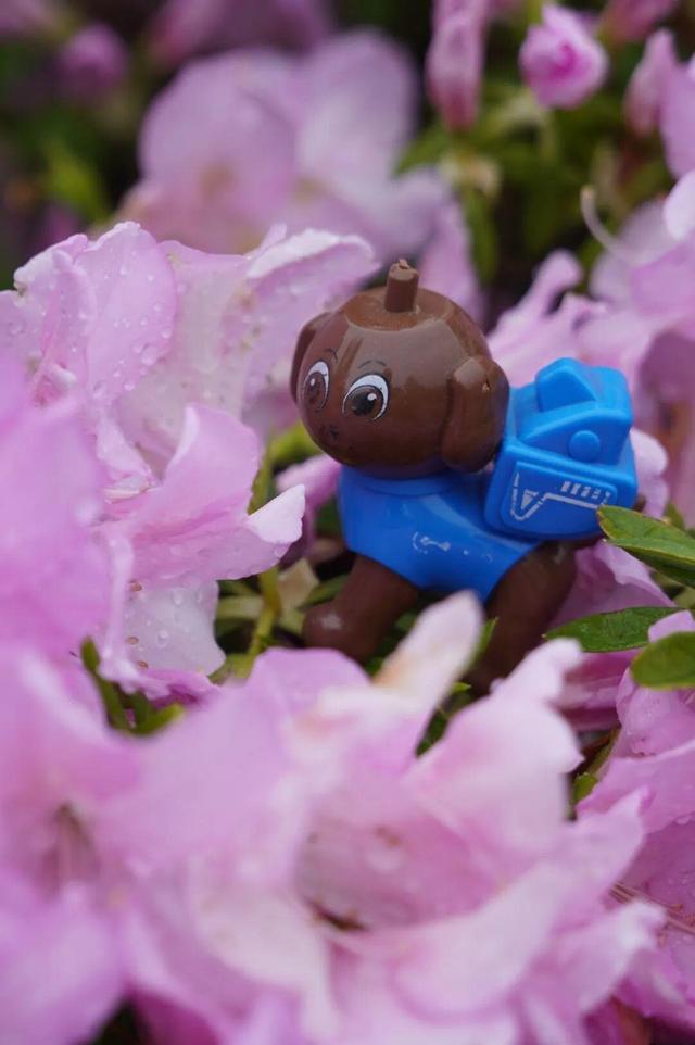 开了！开了！福州开了成片杜鹃花海！快上鼓岭