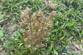 科技赋能+全民守护，深圳生物多样性保护实现"智慧升级"图片