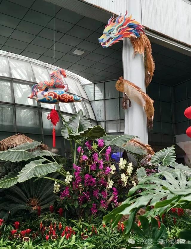 迎春花展元旦开展！郑州植物园邀您沉浸式打卡新年限定花海