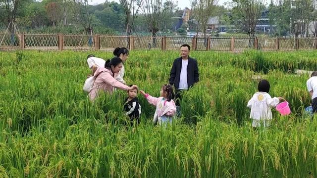 现实版“向往的生活”！今天，岳阳君山人气爆棚！