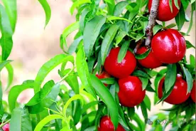 宜城：“苹果”油桃喜丰收 果农增收乐开颜图片