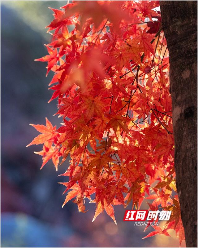 潘华摄影作品：漫步永州蓝山谷 邂逅湘江源头的层林尽染