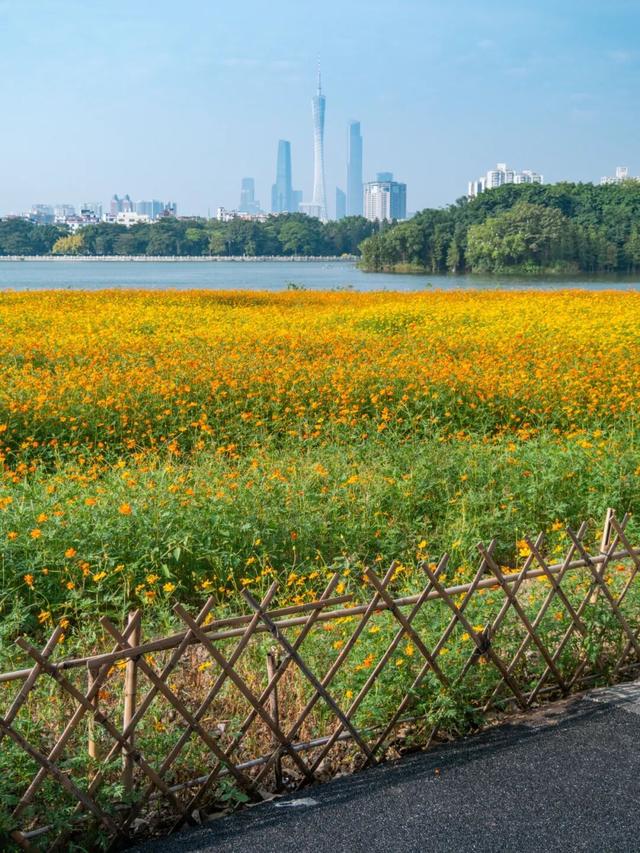 广州市区上万平方米“金色花海”，进入最佳观赏期