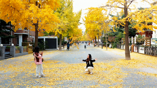 尽享秋日浪漫，大连24个“叶景打卡地”名单来了！