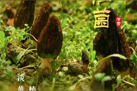 【走进甘肃地理标志】迭部羊肚菌图片