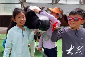 奶牛科普庄园，大小“牛仔”玩转“五一”图片