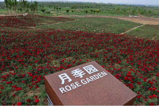 在定边看见美丽中国 | 定边县植物园打造“会呼吸”的绿色会客厅