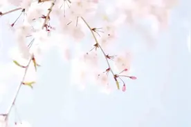 【提示】这份2025上海樱花节交通出行攻略，请查收~图片