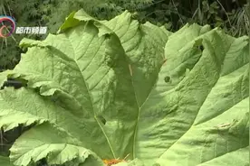叶片2米多宽，它面前我们都是“小矮人”！世界上叶子超大的植物就在昆明……图片