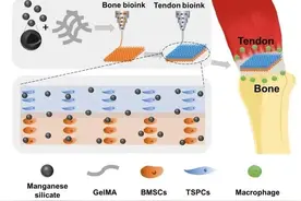 上海硅酸盐所在3D打印生物陶瓷/多细胞支架用于免疫调节肌腱图片