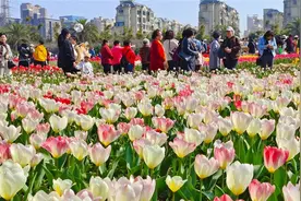 【每日一图@湖南】 郁金香花海霸屏！湖南省植物园的春日限定美景图片