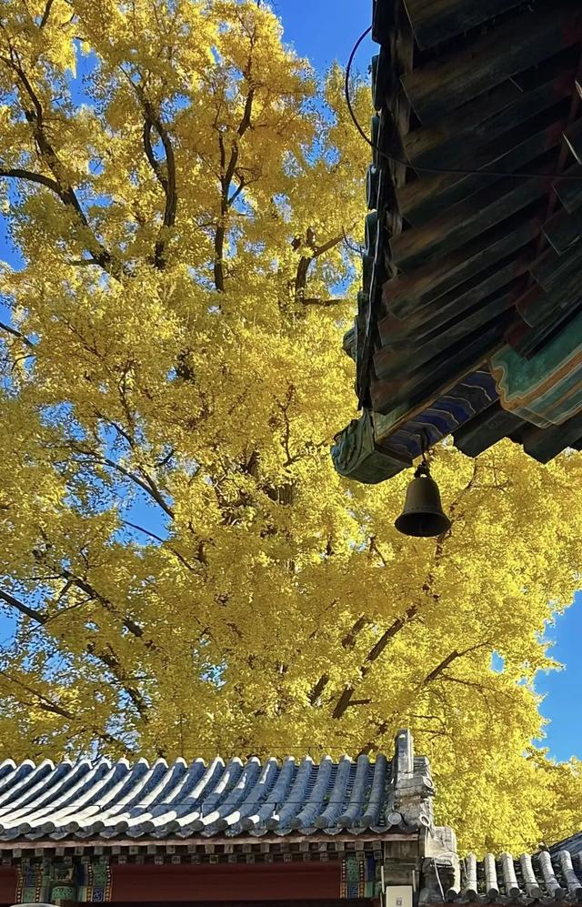 金色瀑布！北京这些千年古银杏正在最佳观赏期！