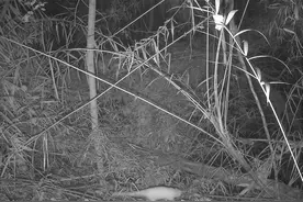 罕见白色果子狸现身广东丹霞山图片