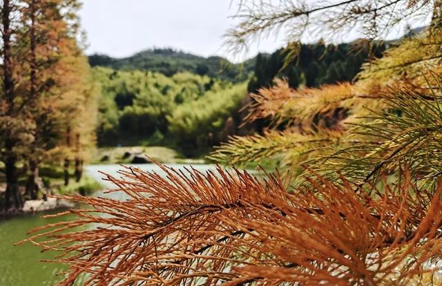 冬日茂名：看鹿湖顶“魔法”变变变