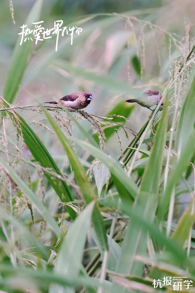 12.07 独立营｜冬日寻羽记：解码西湖候鸟的越冬密码！鸟类专家带队，探秘茅家埠“鸟类天堂”，体验听声辨鸟、飞羽寻踪的野趣周末！