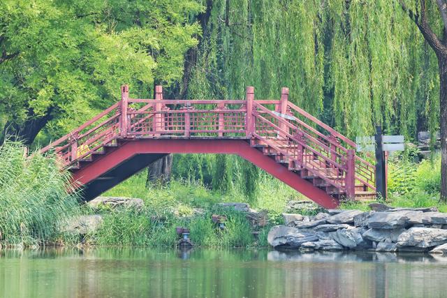 大暑时节圆明园荷花盛放 蜻蜓水鸟共绘“清凉图卷”