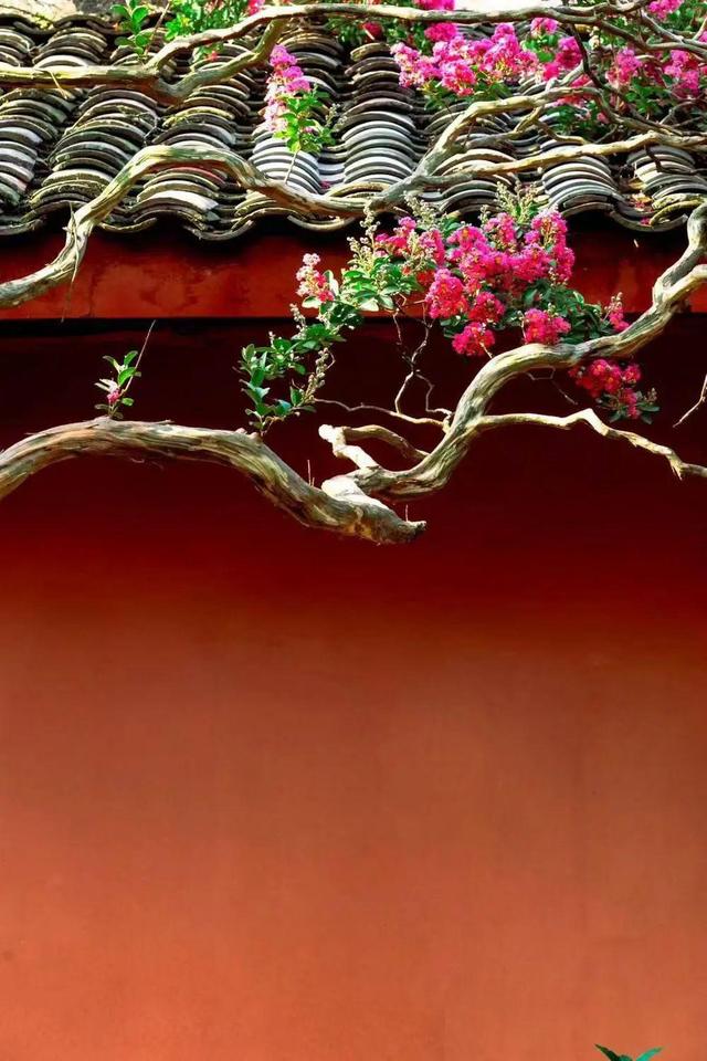 如云似霞 千年紫荆映古刹