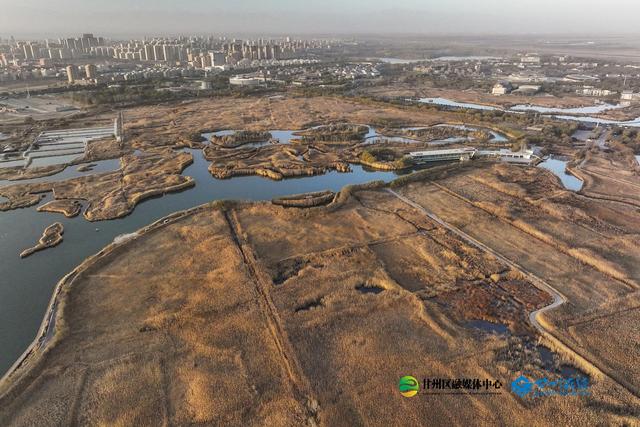 张掖：湿地公园千亩蒹葭鎏金，候鸟翅掠清波