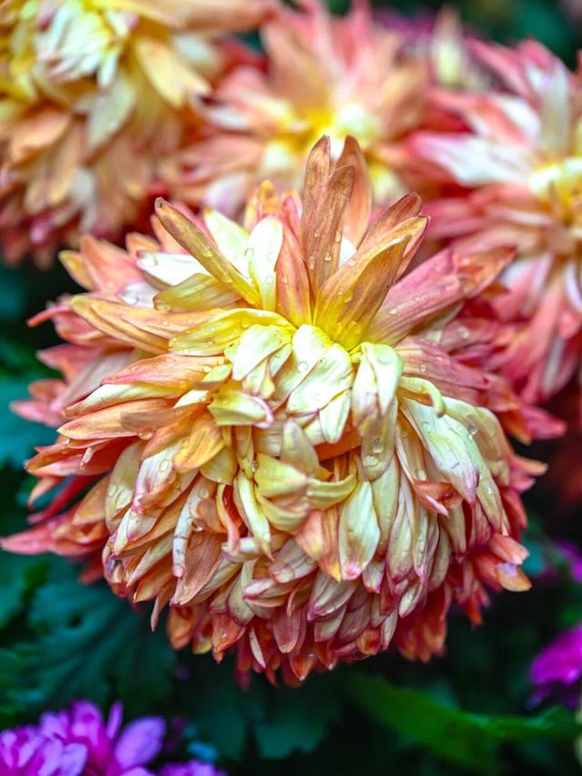 除了看菊花展，福州西湖公园还能怎么逛？