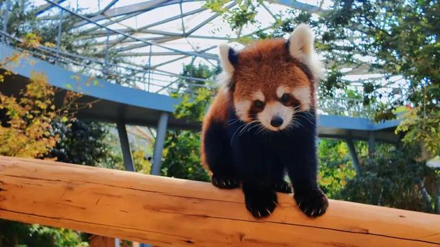 江宁“疯狂动物城”