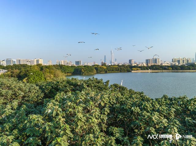 海珠湖十五运会主题打卡点上新，花海湖景与广州塔同框出镜