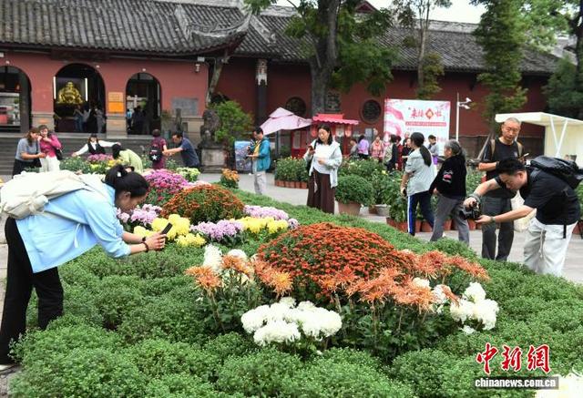 赏菊正当时 重庆华岩寺菊花展吸引市民打卡