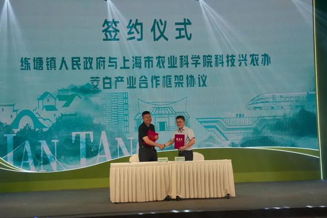 农文旅商体展融合奏响丰收曲，2025上海练塘茭白节暨古镇文化旅游节开幕