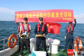 儋州海警局开展国家二级保护动物中华鲎放生活动图片