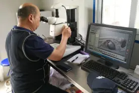 淡水鱼VS海水鱼：淡水也可养殖“大黄鱼” 科技带来美味新选择图片