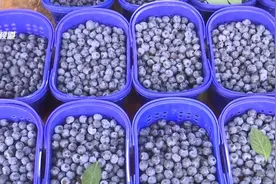 抓紧时间享受“蓝莓自由”，价格便宜一半还多！另一种惹人爱的水果闪亮登场……图片