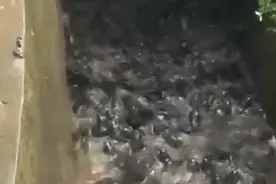 广东罗定暴雨致养殖场牛蛙“出逃”，村民捡到手软：根本抓不完图片