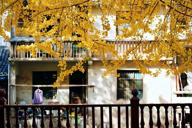 金山这些地方“含金量”满满，再不去等明年…