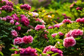 凭高铁票，河南洛阳六大景区门票享半价优惠！图片