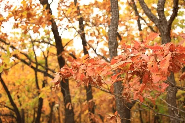 这样的延吉秋日限定美景，你见过吗？