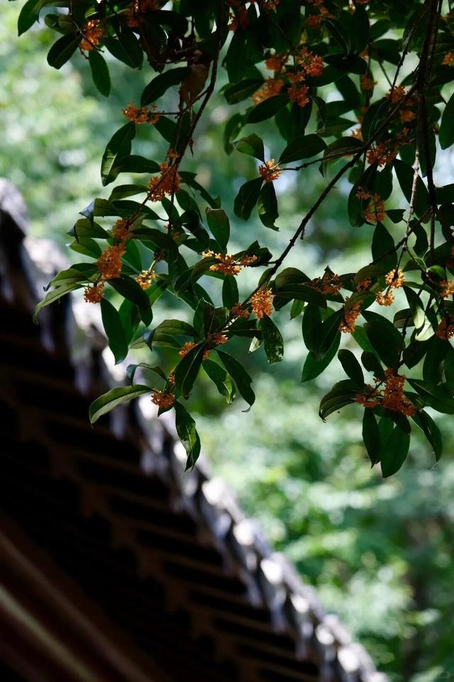 秋日限定“双骄”：从赏到玩转的完整攻略！