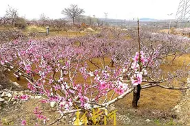 “桃”你喜欢！济南现实版桃花秘境等你来探 | “泉”在济南过五一图片