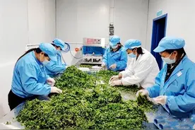 陕西镇巴：种下“致富树”开“花”也生“菜”图片