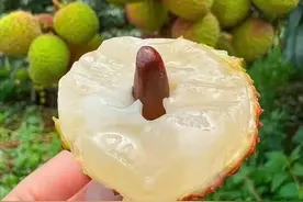 100+元/斤，试吃5元/颗！今年让不少广东人直呼：炫不起了！图片