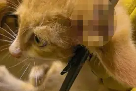 流浪猫被箭头刺穿耳朵，已获救助 肇事者尚未找到，警方介入图片