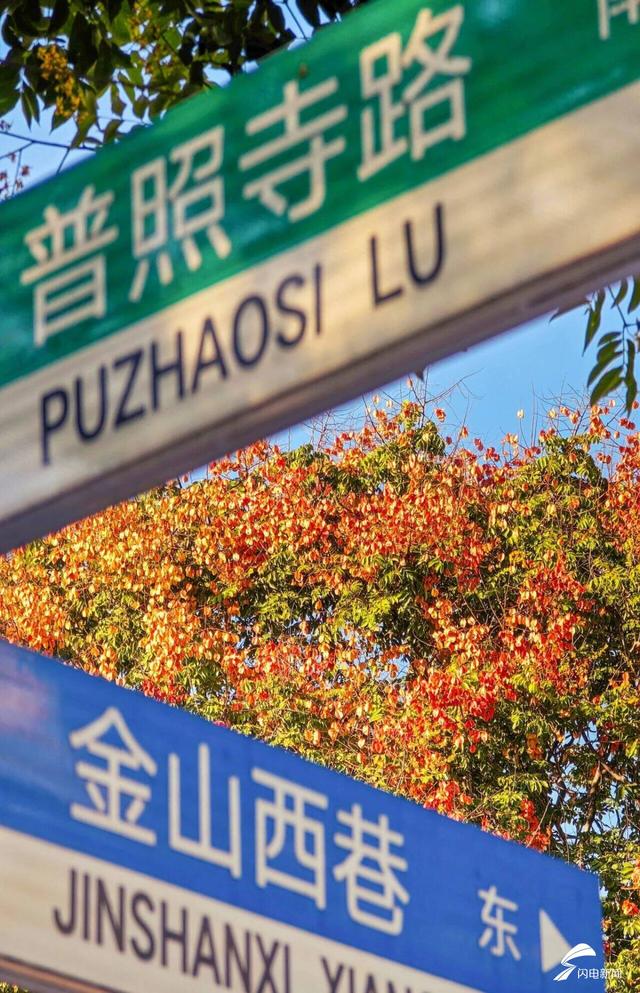 泰安普照寺路绝美配色成“秋日顶流”