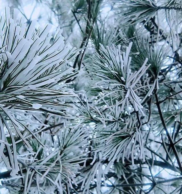 美到词穷！郴州首场雾凇惊艳上线