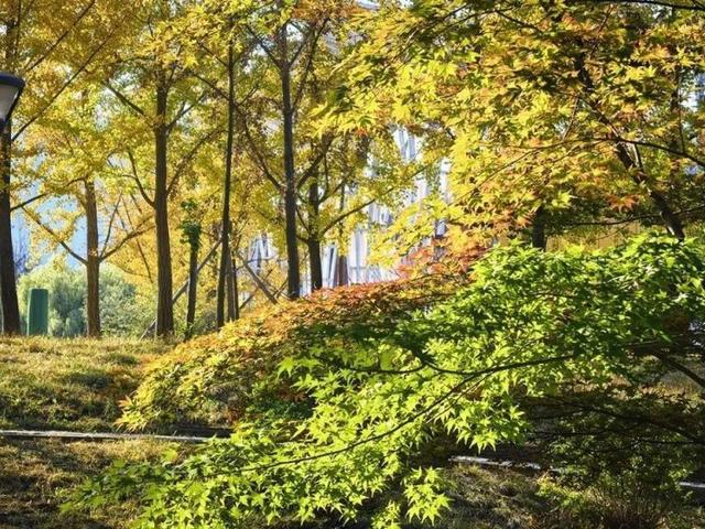 北京号最精彩 | 地铁直达！海淀这里“藏”着一片紫色花海