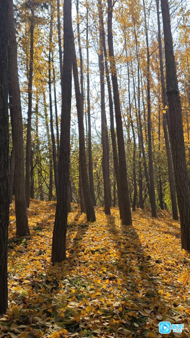 朱檐染秋色 杏叶藏秋意~潍坊虞河边拍照超出片