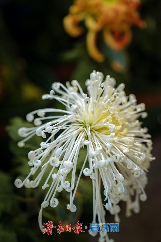 一年四季 泉在济南丨趵突泉金秋菊展盛装绽放，游客市民共赏千菊争艳