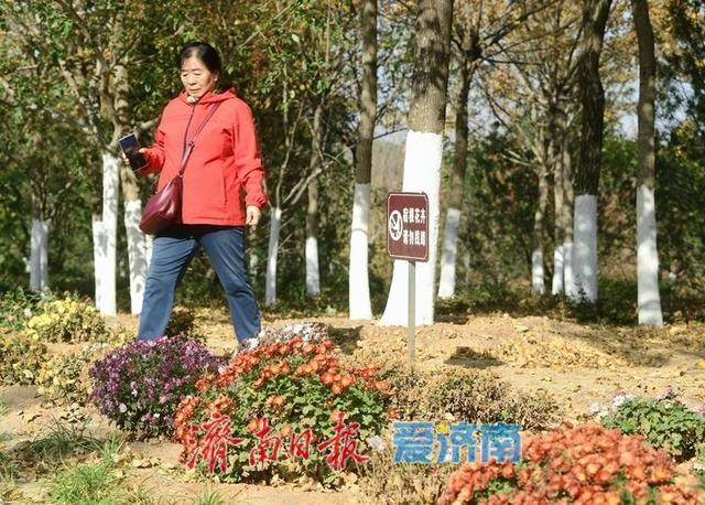 一年四季 泉在济南丨层林尽染秋意浓，“佛山赏菊”正当时