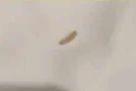 闪电律解 | 住酒店床上有活虫？客人酒店各执一词 律师：应基于诚信原则沟通协商图片